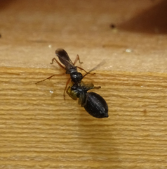 Agenioideus