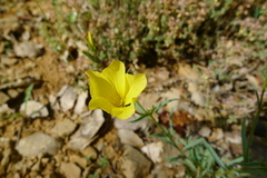 Linum campanulatum