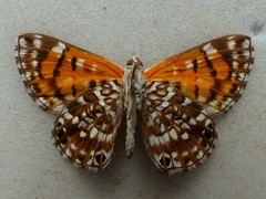 Aricoris erostratus
