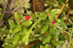 Exobasidium rostrupii