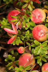 Exobasidium rostrupii