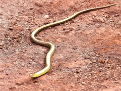Ophiodes