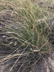 Elymus curvifolius