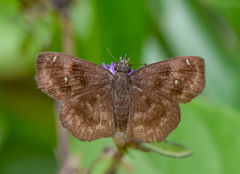 Staphylus ascalon