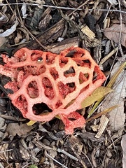 Clathrus ruber