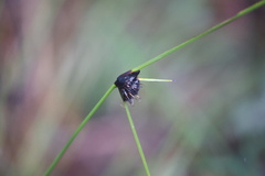 Mesomelaena tetragona