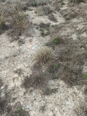 Centaurea hyssopifolia