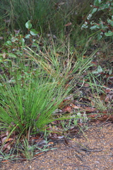 Mesomelaena tetragona