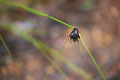 Mesomelaena tetragona