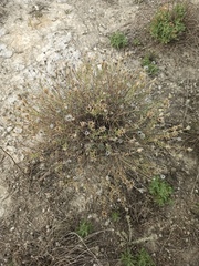 Centaurea hyssopifolia
