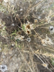 Centaurea hyssopifolia
