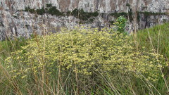 Achyrocline saturejoides