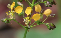 Aneilema aequinoctiale