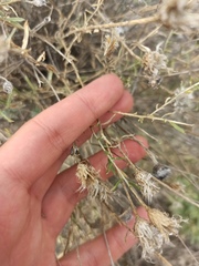 Centaurea hyssopifolia
