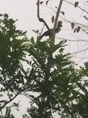 Ortalis erythroptera