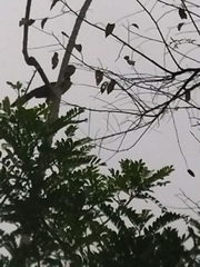 Ortalis erythroptera