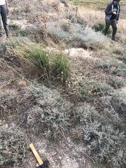 Frankenia thymifolia