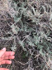 Frankenia thymifolia