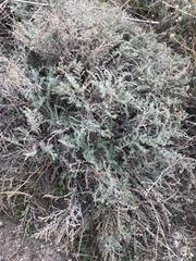 Frankenia thymifolia