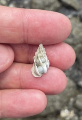 Gyroscala statuminata