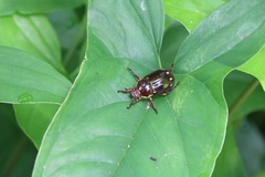 Pelidnota xanthospila