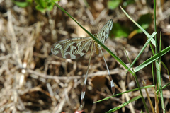 Nemoptera coa