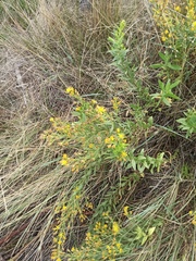Dittrichia viscosa