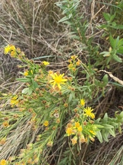 Dittrichia viscosa