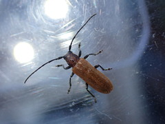 Anaesthetis testacea