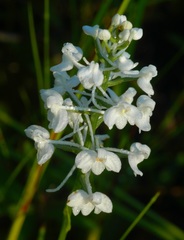 Platanthera nivea