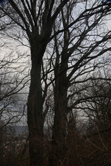 Torminalis glaberrima