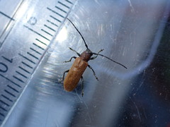 Anaesthetis testacea