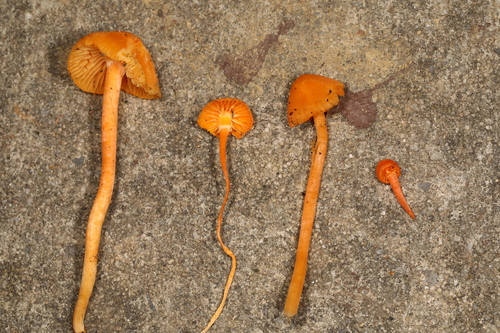 Hygrophorineae (Photo 3 of 3)