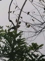 Ortalis erythroptera