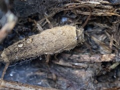 Ctenolepisma ciliatum
