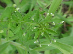 Pombalia parviflora