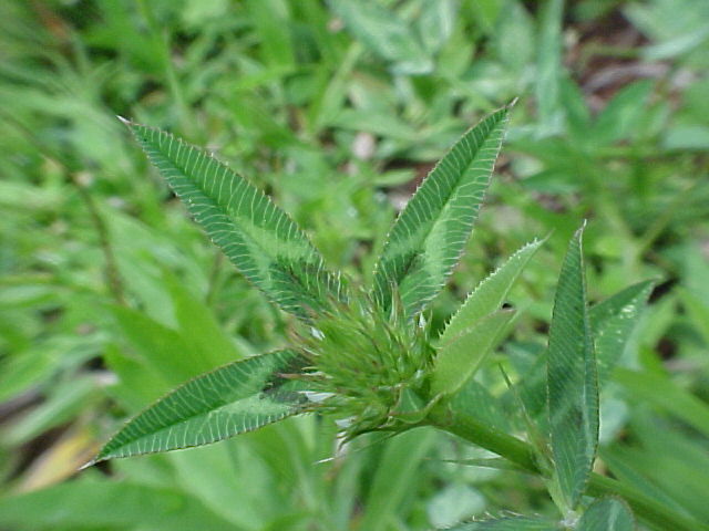 Trifolium vesiculosum