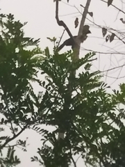 Ortalis erythroptera