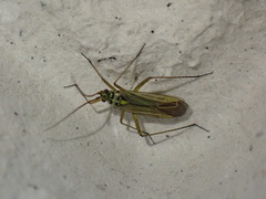 Oncotylus viridiflavus