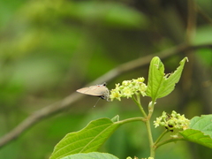 Electrostrymon guzanta