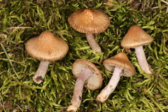 Inocybe cincinnata