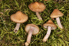 Inocybe cincinnata