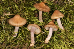 Inocybe cincinnata