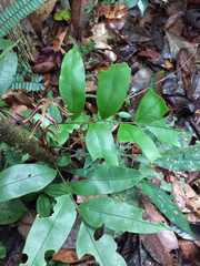 Salpichlaena volubilis