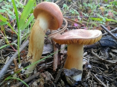 Cortinarius clelandii