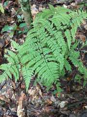 Triplophyllum dicksonioides