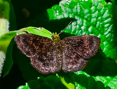 Staphylus chlorocephala