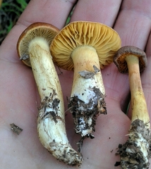 Cortinarius clelandii