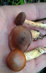 Cortinarius clelandii