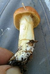 Cortinarius clelandii